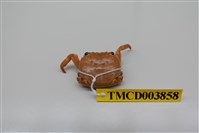 藏品(白紋方蟹)的圖片